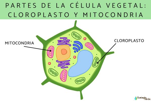 estructura y función de la célula animal