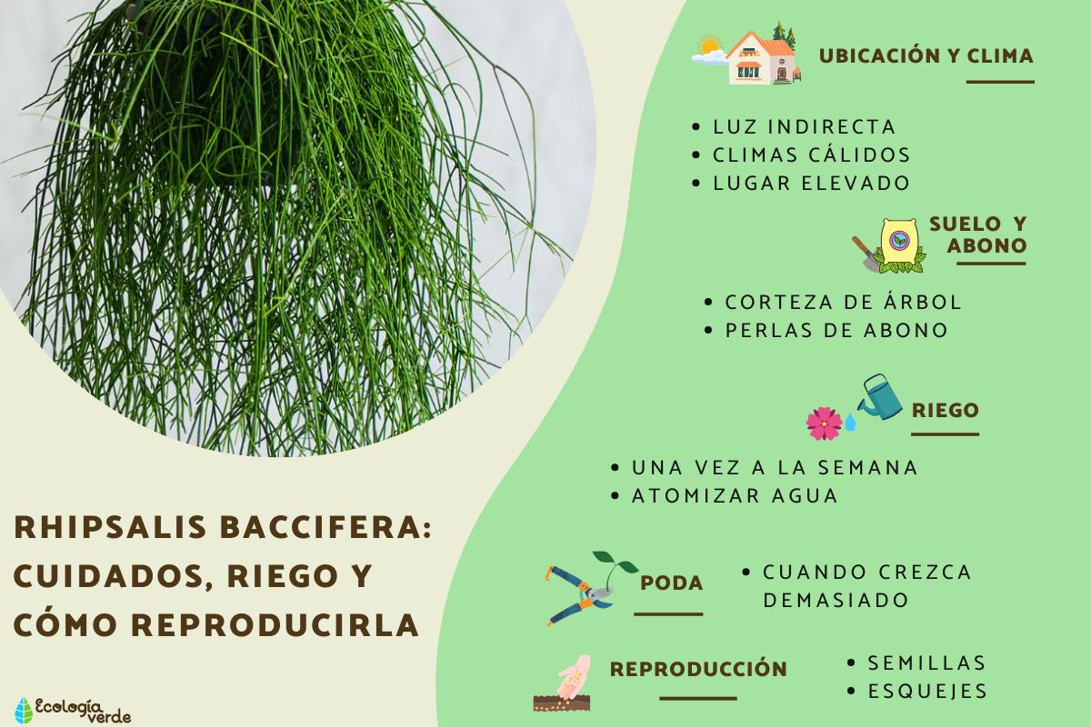 Rhipsalis baccifera: cuidados, riego y cómo reproducirla