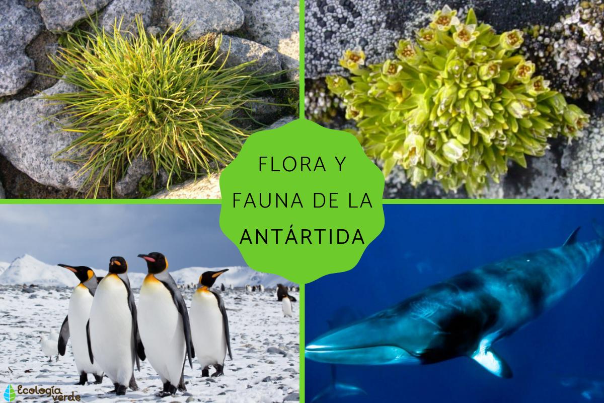 Flora y fauna de la Antártida