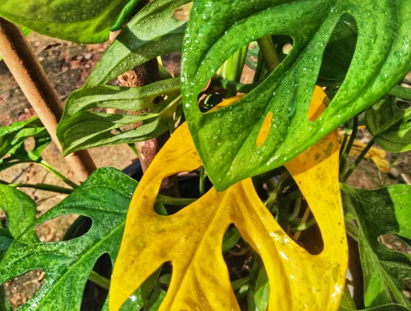 Monstera adansonii: cuidados, reproduccin y hojas amarillas - Gua completa