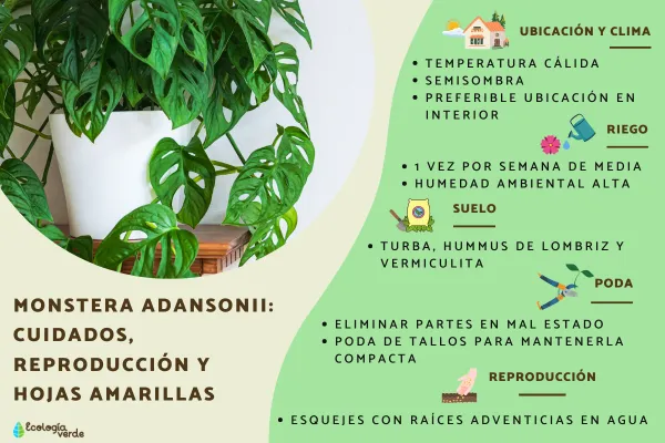 Monstera adansonii: cuidados, reproduccin y hojas amarillas - Gua completa