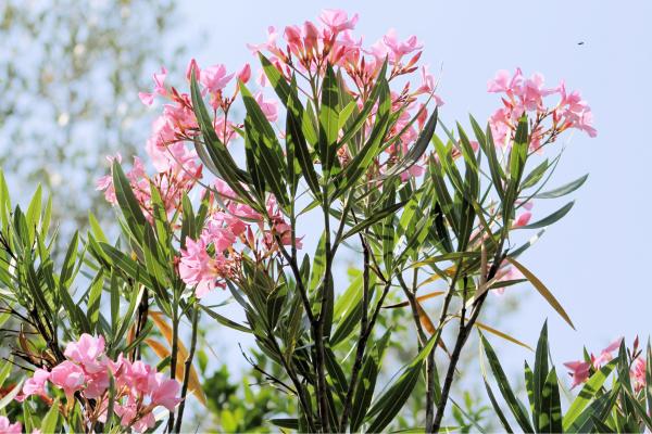 Plantas negativas para el hogar - Adelfa (Nerium oleander)