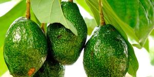 Aguacate