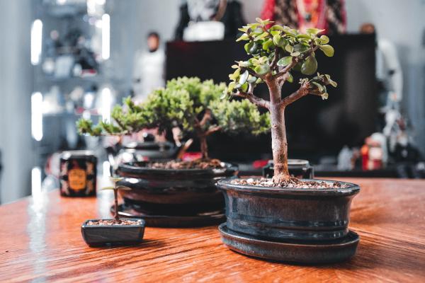 Plantas negativas para el hogar - Bonsái (Ficus retusa o Juniperus procumbens)