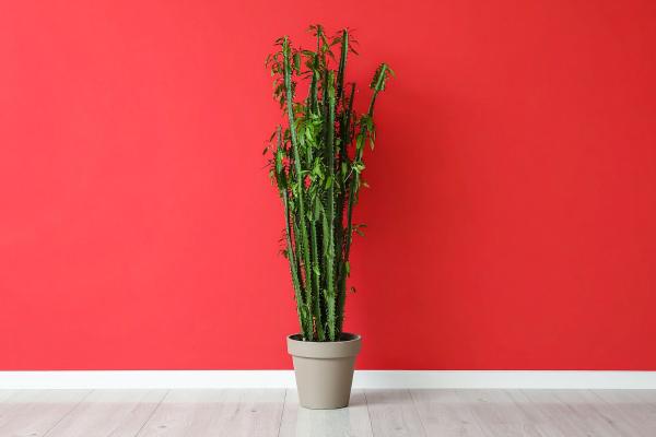 Plantas negativas para el hogar - Euphorbia (Euphorbia trigona y otras variedades)