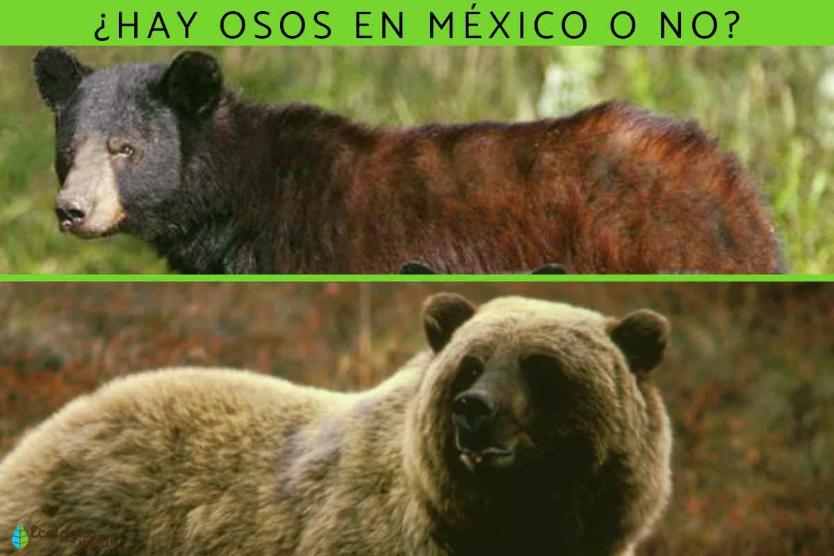 ¿Hay osos en México?