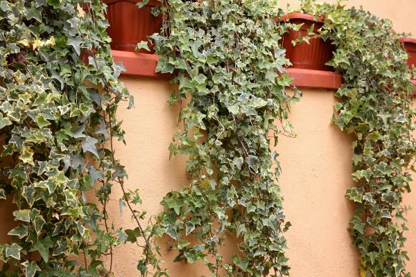 Plantas negativas para el hogar - Hiedra inglesa (Hedera helix)