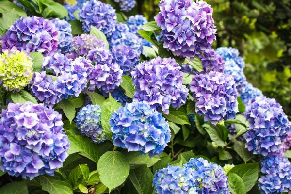 Plantas negativas para el hogar - Hortensias (Hydrangea macrophylla)