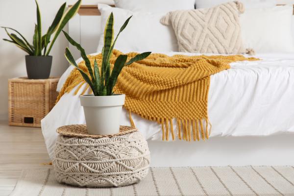 Plantas negativas para el hogar - Lengua de suegra (Sansevieria trifasciata)