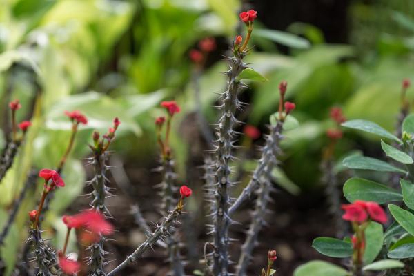 Plantas negativas para el hogar - Plantas con espinas