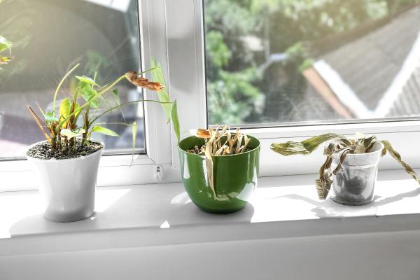 Plantas negativas para el hogar - Plantas en mal estado