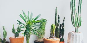 Plantas negativas para el hogar