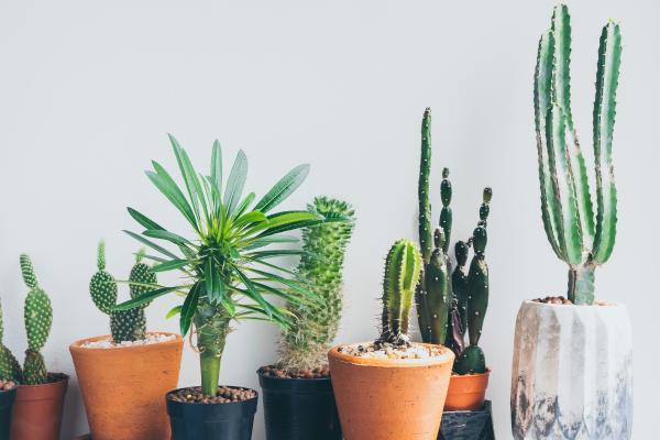 Plantas negativas para el hogar