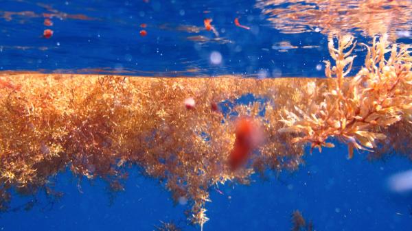 Qué es la franja marrón aparecida entre el océano Atlántico y África: esto es lo que dicen los científicos - ¿Por qué esta franja marrón no deja de crecer y qué tiene que ver el cambio climático con este fenómeno?