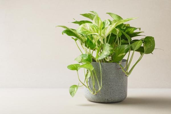 Plantas negativas para el hogar - Potus o poto (Epipremnum aureum)