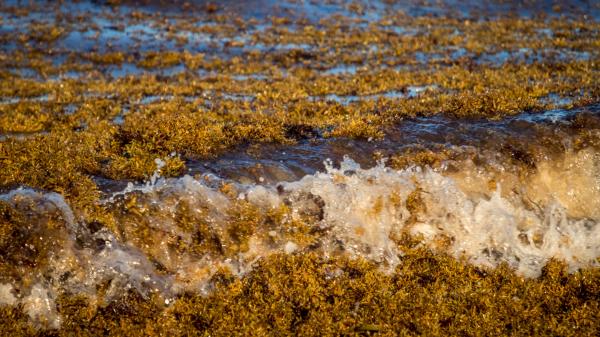 Qué es la franja marrón aparecida entre el océano Atlántico y África: esto es lo que dicen los científicos - ¿Qué es exactamente esa franja marrón que cruza el Atlántico y por qué no es una simple mancha en el océano?