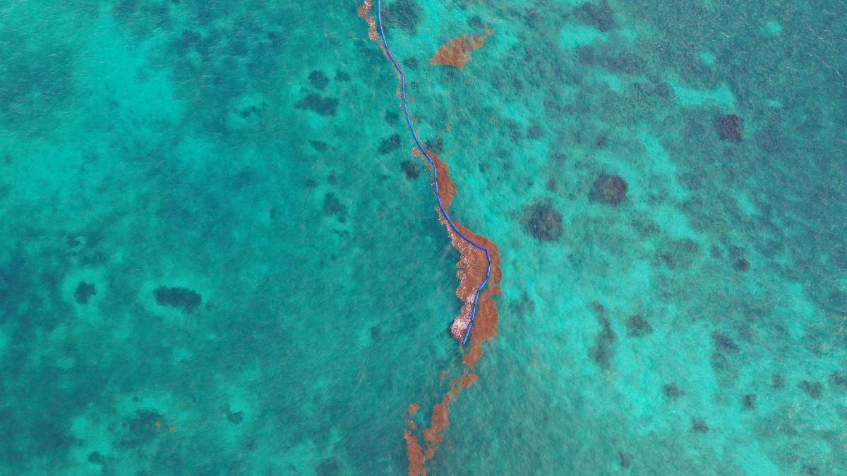 Qué es la franja marrón aparecida entre el océano Atlántico y África: esto es lo que dicen los científicos