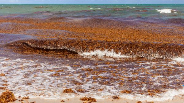 Qué es la franja marrón aparecida entre el océano Atlántico y África: esto es lo que dicen los científicos - ¿Qué ocurre cuando el sargazo llega a la costa?