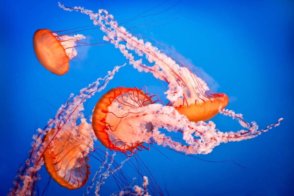 ¿Son peligrosas las medusas?