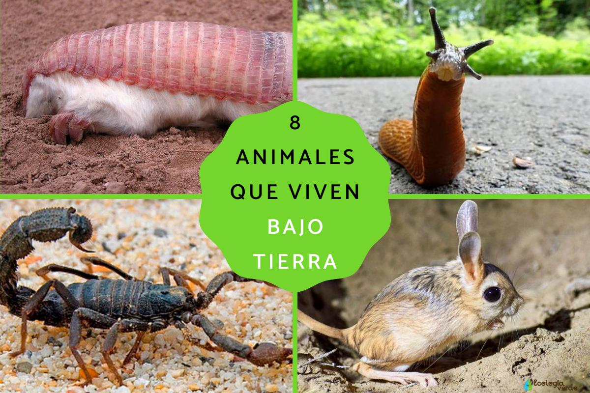Animales que viven bajo tierra