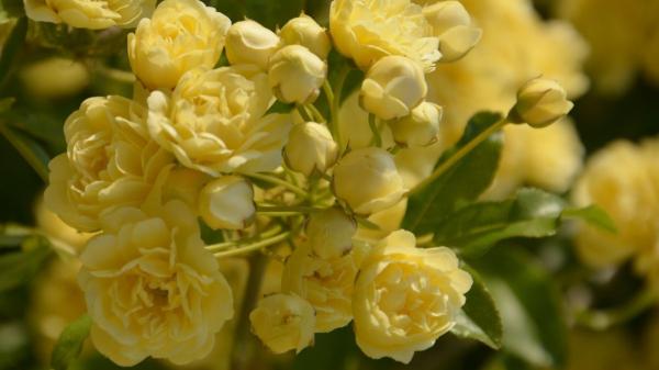 La rosa banksiae desbanca a la buganvilla: trepadora rápida, sin pinchos y que casi no necesita riego - ¿Cómo reproducir el rosal Banksiae en casa?