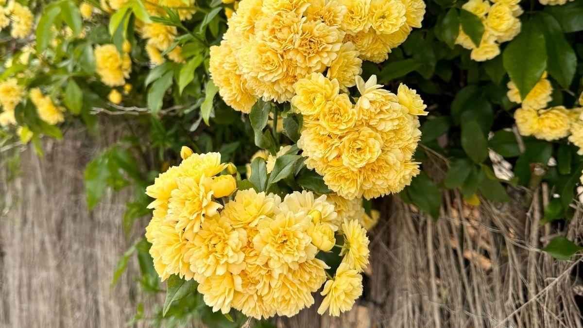 La rosa banksiae desbanca a la buganvilla: trepadora rápida, sin pinchos y que casi no necesita riego