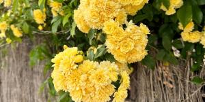 La rosa banksiae desbanca a la buganvilla: trepadora rápida, sin pinchos y que casi no necesita riego