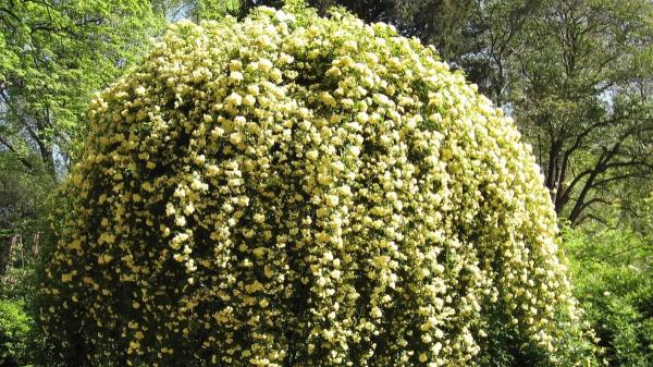 La rosa banksiae desbanca a la buganvilla: trepadora rápida, sin pinchos y que casi no necesita riego - La trepadora sin espinas que compite con la buganvilla