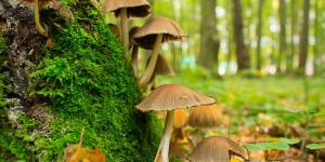 Reino Fungi: características y clasificación