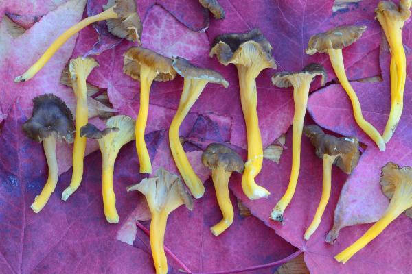 Trompeta amarilla o Cantharellus lutescens - ¿Cuándo se pueden recolectar trompetas amarillas?