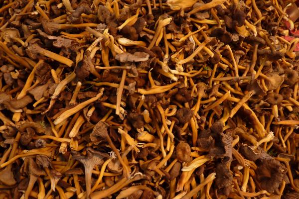 Trompeta amarilla o Cantharellus lutescens - ¿Es comestible la trompeta amarilla?