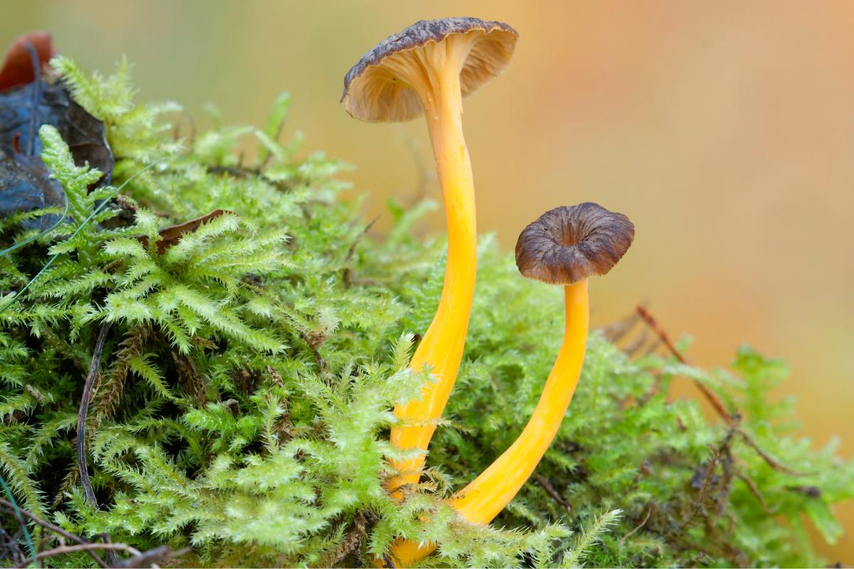 Trompeta amarilla o Cantharellus lutescens