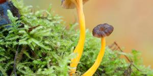 Trompeta amarilla o Cantharellus lutescens