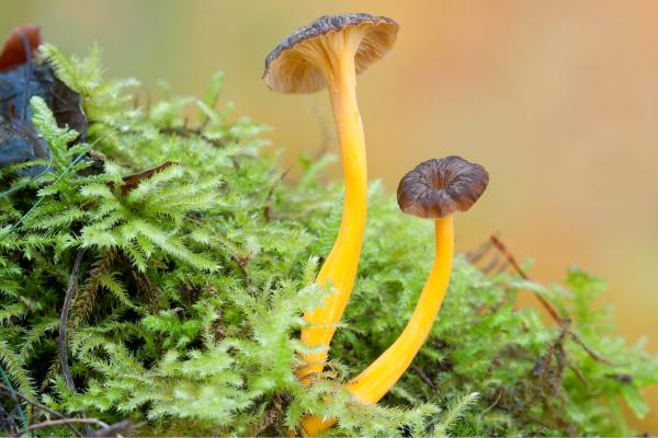 Trompeta amarilla o Cantharellus lutescens