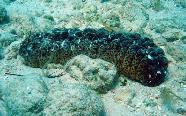 Pepino de mar - Alimentación del pepino de mar