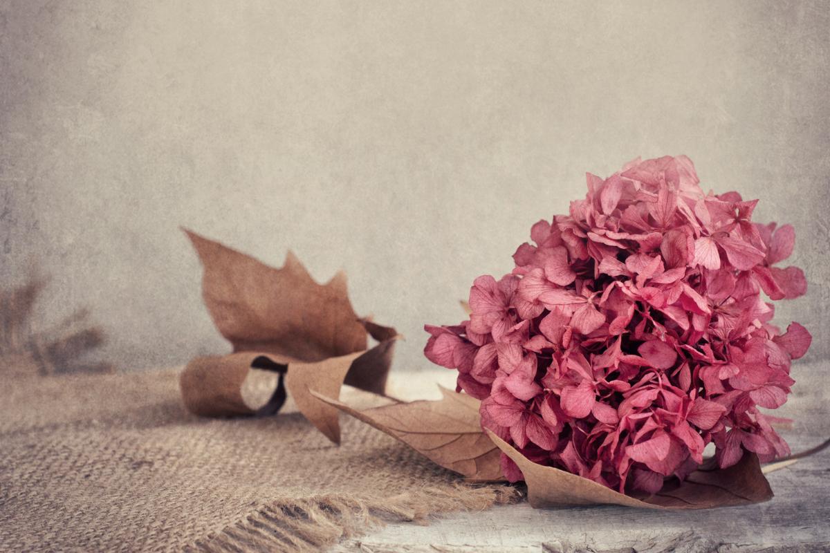 Cómo secar hortensias