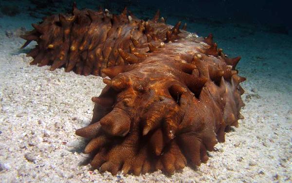 Pepino de mar - Descripción del pepino de mar