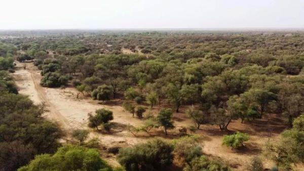 Qué es la Gran Muralla Verde: el muro de árboles de 8.000 kilómetros con el que África quiere frenar el desierto del Sahara - La solución para frenar la desertificación no consiste solo en plantar árboles