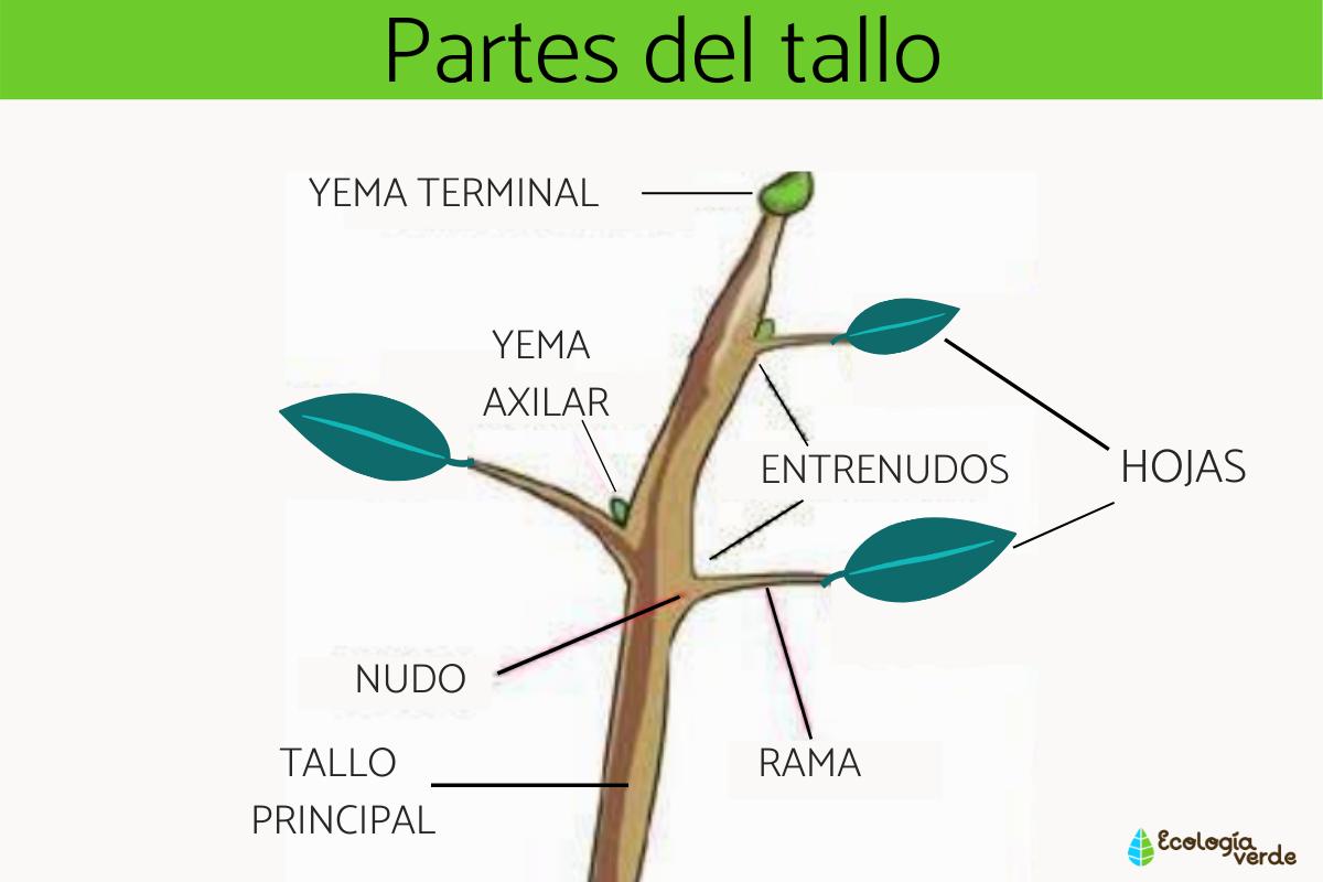 Partes del tallo y sus funciones
