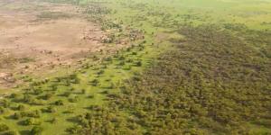Qué es la Gran Muralla Verde: el muro de árboles de 8.000 kilómetros con el que África quiere frenar el desierto del Sahara