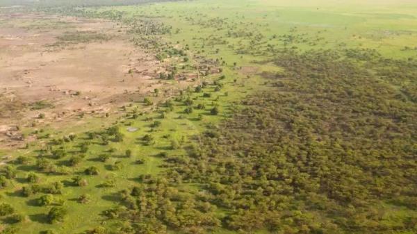 Qué es la Gran Muralla Verde: el muro de árboles de 8.000 kilómetros con el que África quiere frenar el desierto del Sahara