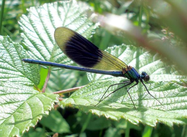 Caballito del diablo - Alimentación del caballito del diablo