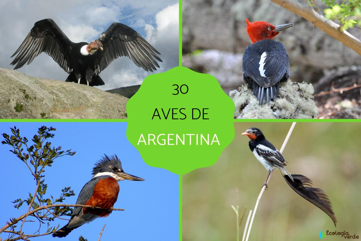 Aves de Argentina
