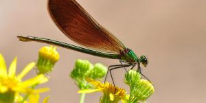 Caballito del diablo