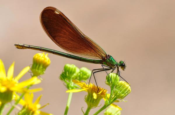 Caballito del diablo