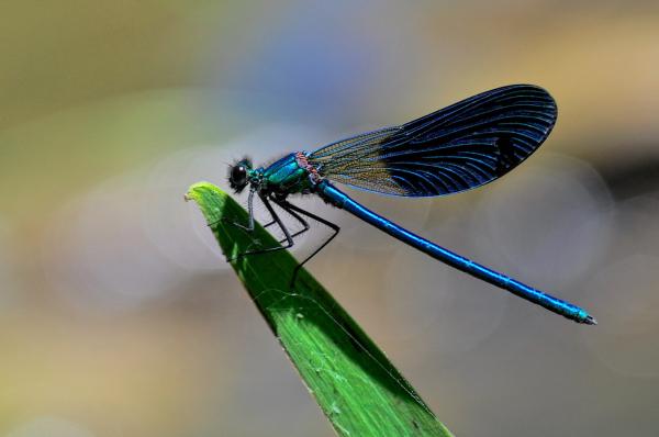 Caballito del diablo - Características del caballito del diablo