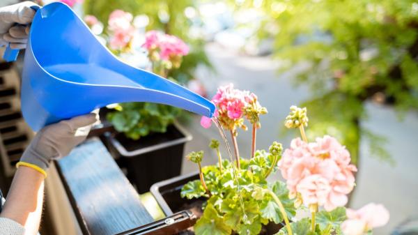 Los expertos en plantas lo confirman: “Hay que aplicar la regla del 10% en el riego para que los geranios florezcan abundantemente” - Este es el motivo por el que regar menos puede hacer que salgan más flores