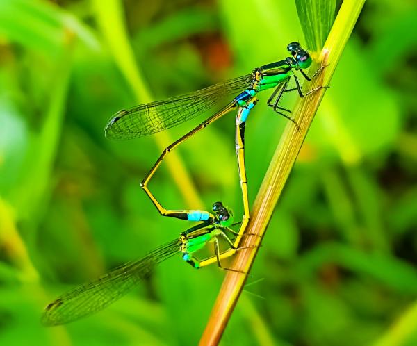 Caballito del diablo - Reproducción del caballito del diablo