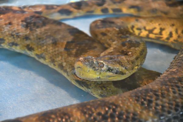 Reptiles acuáticos: características, respiración y ejemplos actuales y prehistóricos - Características de los reptiles acuáticos