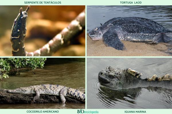 Reptiles acuáticos: características, respiración y ejemplos actuales y prehistóricos - Ejemplos de reptiles acuáticos actuales